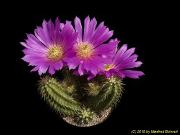 Echinocereus viereckii 844